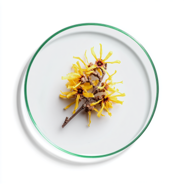 Ekstrakt z oczaru wirginijskiego (Hamamelis Virginiana)