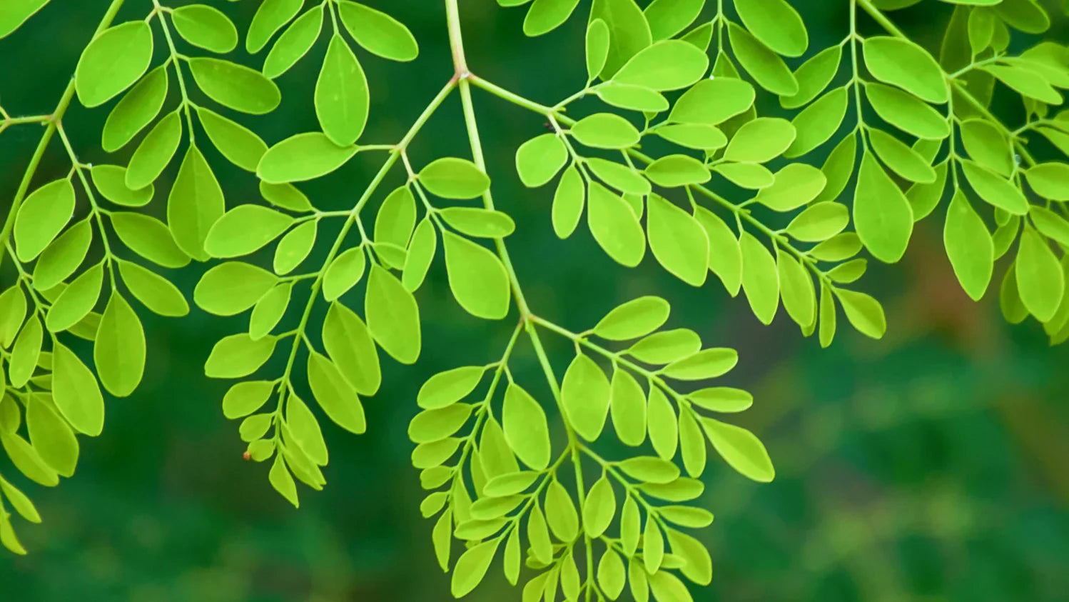 Moringa oleifera: Naturalne źródło zdrowia
