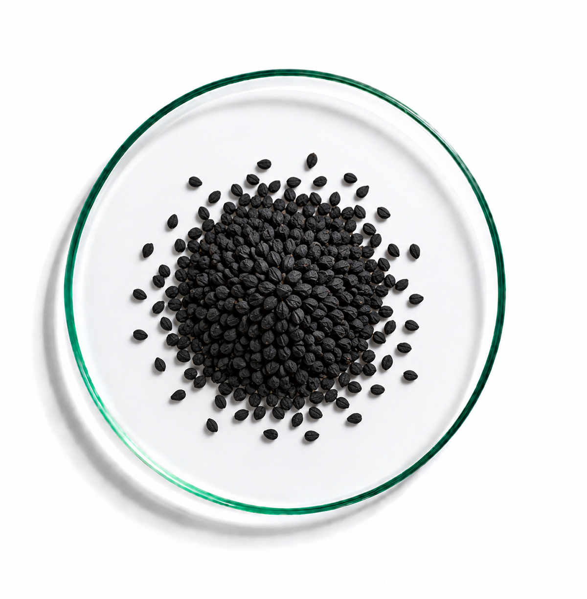 Czarnuszka siewna (Nigella sativa)