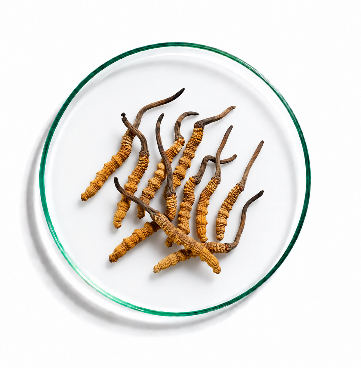 Kordyceps chiński (Cordyceps sinensis)